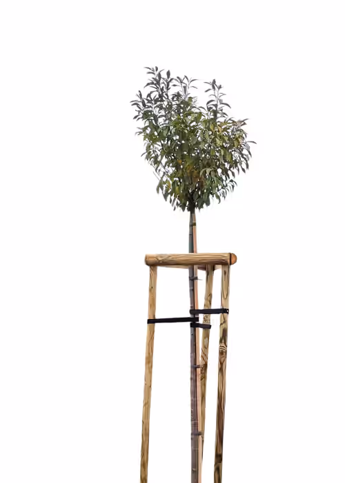 Copac tânăr plantat cu suport