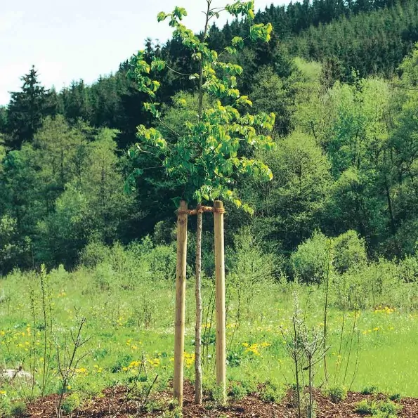 Stâlp ascuțit impregnat Ø80mm